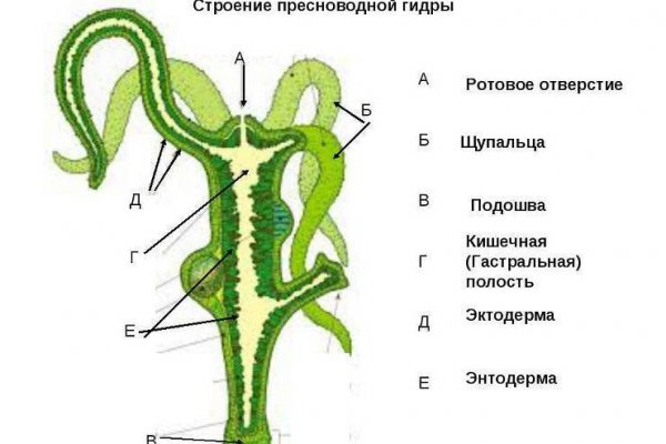 Кракен онион даркнет площадка